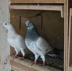 Boedapester hoogvliegers, Meerdere dieren, Overige soorten