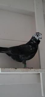 Figurita duiven zwartbont doffer, Mannelijk, Postduif