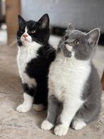 2 kruisings poesjes brits korthaar mama, Dieren en Toebehoren, Katten en Kittens | Raskatten | Korthaar, Poes, Ontwormd, 0 tot 2 jaar