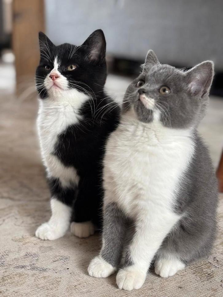 2 kruisings poesjes brits korthaar mama, Dieren en Toebehoren, Katten en Kittens | Raskatten | Korthaar, Poes, 0 tot 2 jaar, Ontwormd