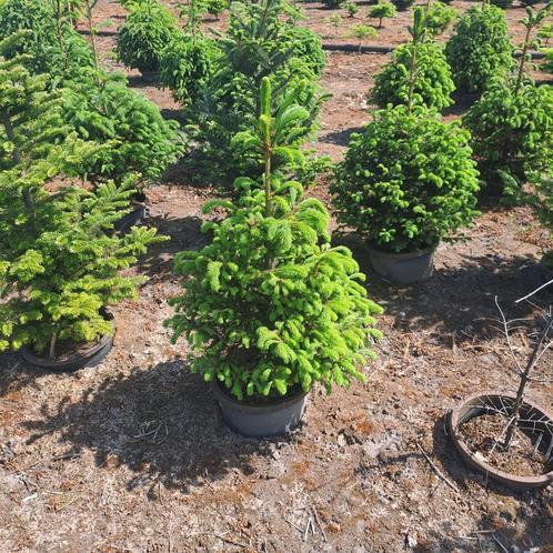 Sparren pot gekweekt., Tuin en Terras, Planten | Bomen, Overige soorten, Volle zon, Zomer, Ophalen
