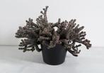 Crassula Hottentot, Ophalen, Vetplant, Minder dan 100 cm, Bloeiende kamerplant