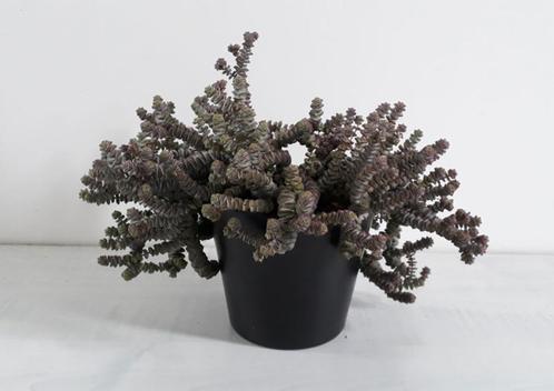 Crassula Hottentot, Huis en Inrichting, Kamerplanten, Vetplant, Minder dan 100 cm, Bloeiende kamerplant, Volle zon, Ophalen