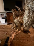 Opgezette Buizerd - Wanddecoratie, Ophalen of Verzenden