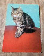 Mooie grijze kat, Verzenden, Ongelopen, Hond of Kat