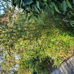 Bamboe, Tuin en Terras, Planten | Struiken en Hagen, Ophalen, Bamboe, 250 cm of meer