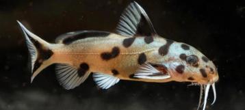Synodontis Polli White Zambia  2,5cm Tanganyika Cichliden  beschikbaar voor biedingen