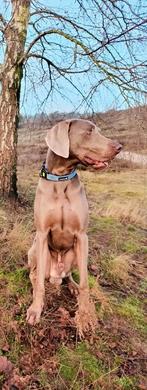 Weimaraner dekreu, Dieren en Toebehoren, Honden | Dekreuen, Particulier, Rabiës (hondsdolheid), 1 tot 2 jaar, Reu