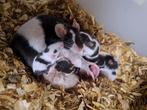 Kleurmuizen, Dieren en Toebehoren, Augustus, Meerdere dieren, Muis
