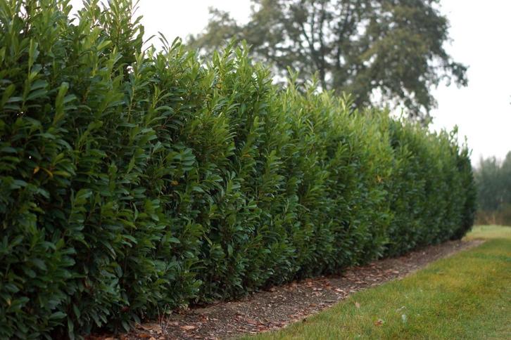 Laurier 'Elly' / Prunus laurocerasus ‘Elly', Tuin en Terras, Planten | Struiken en Hagen, Haag, Laurier, Ophalen of Verzenden