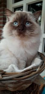 Herplaatser Ragdoll kater, Dieren en Toebehoren, Katten en Kittens | Raskatten | Langhaar, Kater, Gechipt, 3 tot 5 jaar