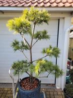 Pinus Nigra 'Pon Pon' Bonsai - Zwarte den, Bloeit niet, Overige soorten, Minder dan 100 cm, Ophalen
