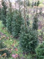 Taxus baccata (Fastigiata), Ophalen, Bloeit niet, Halfschaduw, Overige soorten