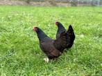 Barnevelder krielkippen bruin gezoomd hen gesekst + ingeënt, Dieren en Toebehoren, Pluimvee, Vrouwelijk, Kip