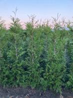 thuja haag coniferen, Tuin en Terras, Planten | Struiken en Hagen, Ophalen, Conifeer, Haag, 100 tot 250 cm