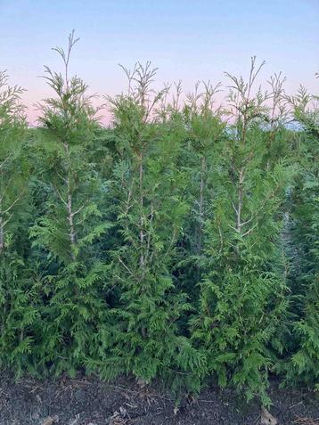 thuja haag coniferen beschikbaar voor biedingen