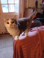 Lieve poes noordse boskat x europese korthaar, Dieren en Toebehoren, Poes