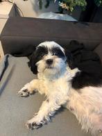 Puppys verwacht, Dieren en Toebehoren, Honden | Niet-rashonden, CDV (hondenziekte), 8 tot 15 weken, Meerdere, Meerdere dieren