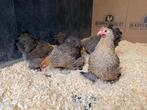 Jonge tamme Cochin kriel patrijs gesekst en ingeënt, Dieren en Toebehoren, Pluimvee, Vrouwelijk, Kip