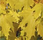 enkel-, meerstammige struiken, bomen,  Gratis, Tuin en Terras, Overige soorten, Lente, 400 cm of meer, Ophalen