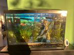 Top aquarium - superfish, Dieren en Toebehoren, Vissen | Aquaria en Toebehoren, Ophalen, Zo goed als nieuw, Gevuld zoetwateraquarium