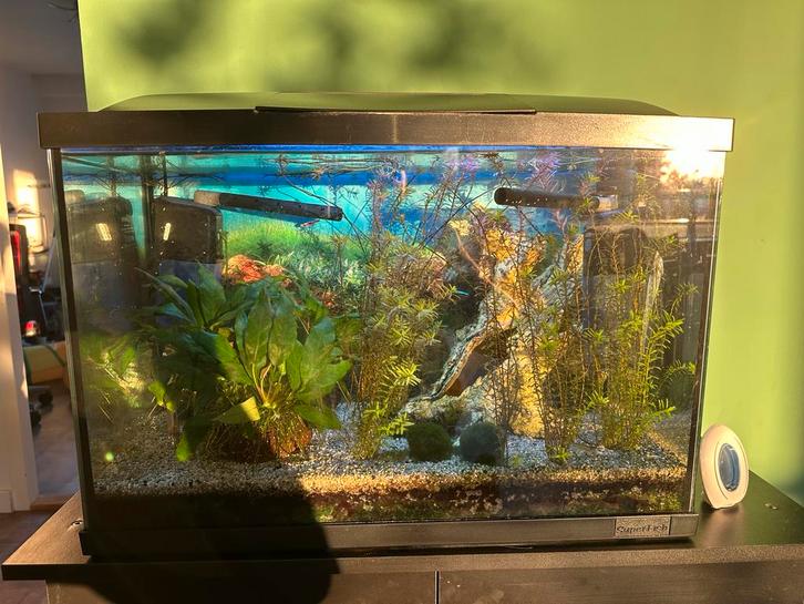 Top aquarium - superfish, Dieren en Toebehoren, Vissen | Aquaria en Toebehoren, Zo goed als nieuw, Gevuld zoetwateraquarium, Ophalen