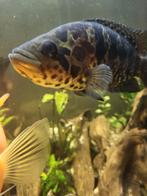 1xjaquarcichlide 20cm wordt 50cm gratis af te halen, Dieren en Toebehoren, Vis, Zoetwatervis