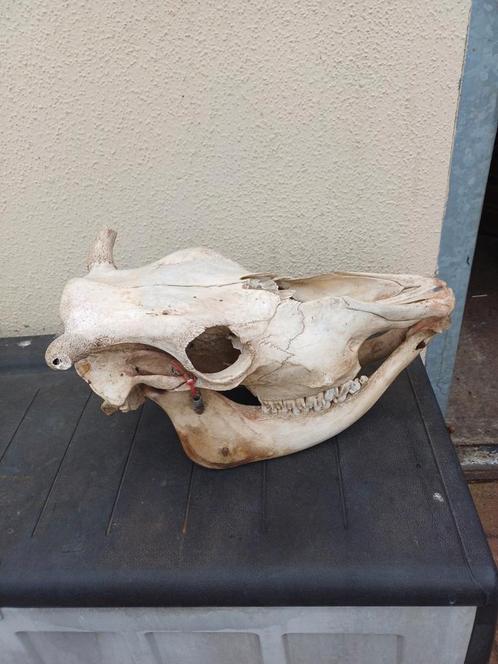 Impressionate koeie kop schedel, Verzamelen, Dierenverzamelingen, Zo goed als nieuw, Schedel, Ophalen of Verzenden