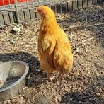 Kippen, Dieren en Toebehoren, Meerdere dieren, Kip