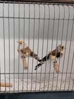 Aangeboden Major Putters, Dieren en Toebehoren, Meerdere dieren, Bastaard