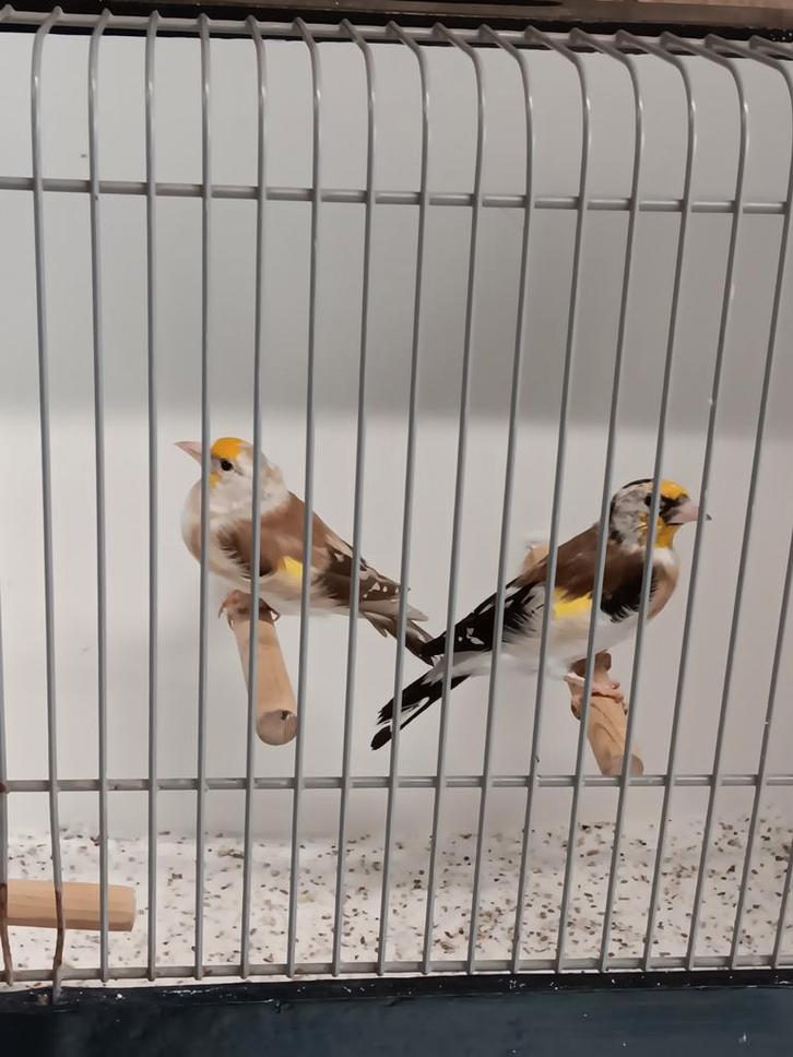 Aangeboden Major Putters, Dieren en Toebehoren, Vogels | Kanaries, Bastaard, Meerdere dieren