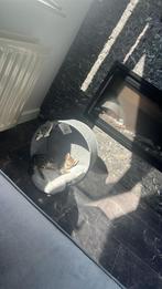 Nieuw baasje gezocht, Dieren en Toebehoren, Katten en Kittens | Overige Katten, Poes, 0 tot 2 jaar