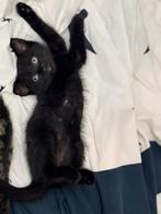 Gouden huis gezocht voor kittens, Dieren en Toebehoren, Katten en Kittens | Overige Katten, Meerdere dieren, Kortharig, 0 tot 2 jaar