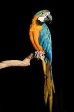 Blauw gele ara man, Dieren en Toebehoren, Vogels | Parkieten en Papegaaien, Mannelijk, Papegaai, Pratend