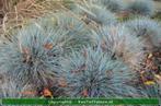 Schapengras Festuca glauca Elijah Blue siergras, Ophalen of Verzenden, Zomer, Overige soorten, Halfschaduw