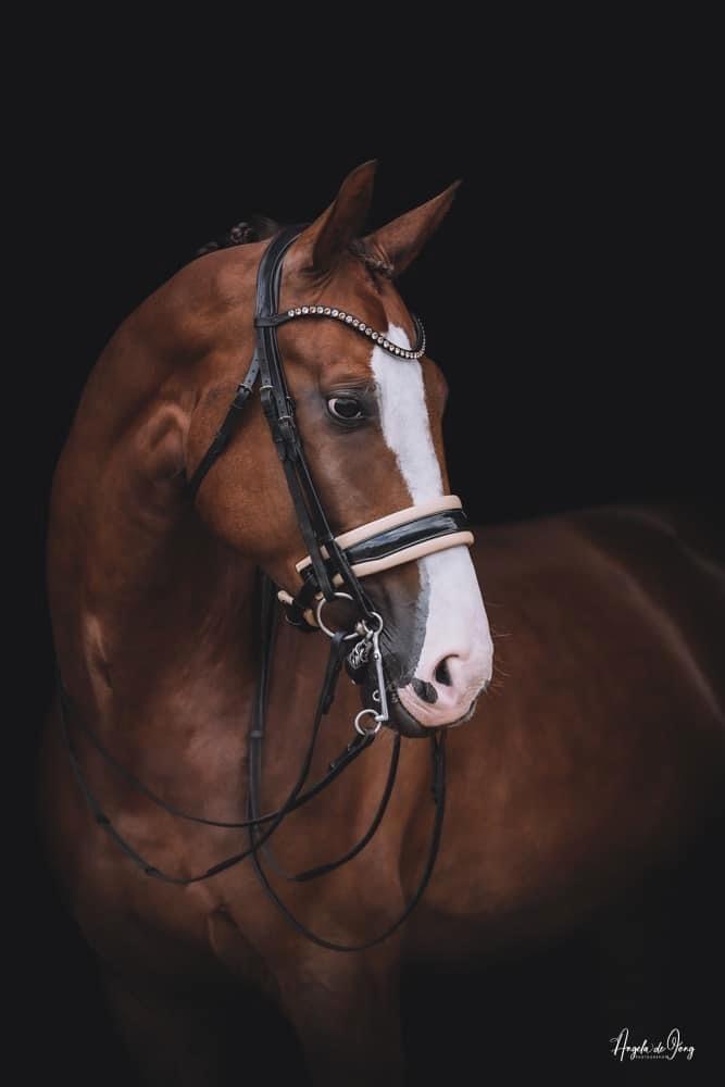 9 jarige grote Reus Ed.  Sir Donnerhall Leerpaard, Dieren en Toebehoren, Paarden, Ruin, Z, 175 cm of meer, 7 tot 10 jaar, Dressuurpaard