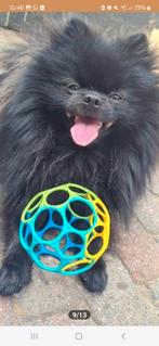 Prachtige kleine dekreu Pompiaan  dwergkees, Dieren en Toebehoren, Rabiës (hondsdolheid), Reu, 1 tot 2 jaar, Eén hond
