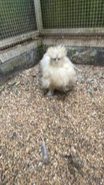 USA zijdehoender haan, Dieren en Toebehoren, Pluimvee, Mannelijk, Kip