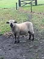 Te koop: hampshire down ram., Dieren en Toebehoren, Mannelijk, Schaap, 0 tot 2 jaar