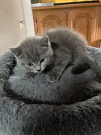 2 britse korthaar kitten ,2mannetjes en zijn 3 maanden, Dieren en Toebehoren, 0 tot 2 jaar
