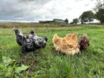 Mooie jonge Orpington kippen, gesekst en ingeënt, Dieren en Toebehoren, Pluimvee, Vrouwelijk, Kip