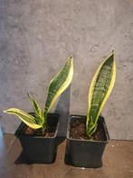 2x sanseveria / vrouwentong, Ophalen of Verzenden, Overige soorten, Minder dan 100 cm