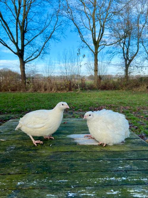 Japanse kwartel hennen, verschillende kleurslagen, Dieren en Toebehoren, Pluimvee, Overige soorten, Vrouwelijk