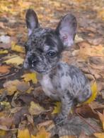 Wij zoeken een nieuw gezin voor onze Franse boldoks, Dieren en Toebehoren, Honden | Poolhonden, Keeshonden en Oertypen, België