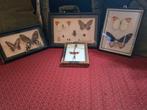Vlinders en insecten in lijst, Ophalen of Verzenden, Zo goed als nieuw, Insect, Opgezet dier
