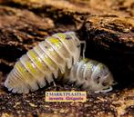 Armadillidium granulatum ‘Magic Potion’ isopods / pissebedde, Dieren en Toebehoren, Insecten en Spinnen, Overige soorten