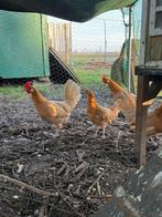 Friese hoentjes te koop, Dieren en Toebehoren, Pluimvee, Meerdere dieren, Kip