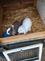 Minilop konijntjes, Dieren en Toebehoren, Konijnen, Meerdere dieren