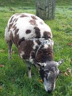 Bonte dekram, Dieren en Toebehoren, Schapen, Geiten en Varkens, Mannelijk, Schaap, 0 tot 2 jaar