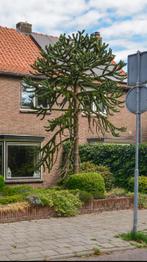 Volwassen apenboom Araucaria–zelf uitgraven–gratis afhalen, Ophalen, Halfschaduw, Overige soorten, 400 cm of meer